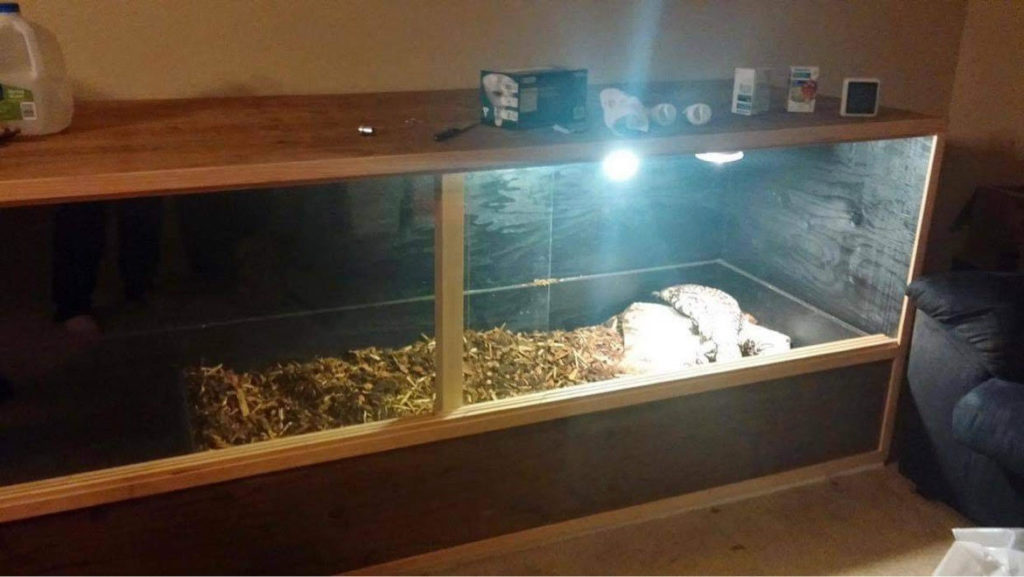 Snakes in tanks – please stop!